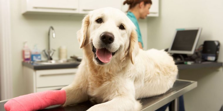 pet insurance Wintson-Salem NC