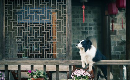 Dog looking off balcony.