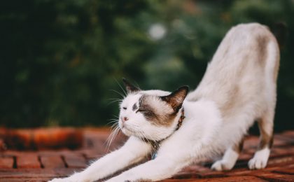 Cat stretching after a relaxing insurance review.