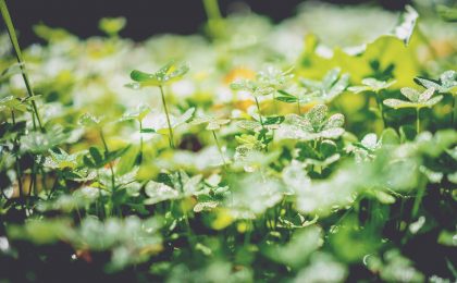 A patch of clovers.