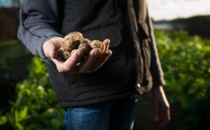 Farmer holding potatoes.