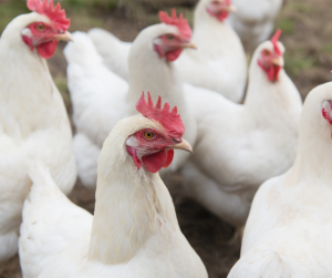 Chickens at farm