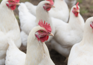 Chickens at farm